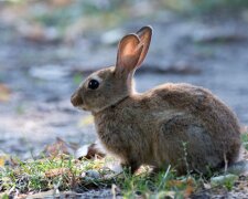 Kaninchen, der sich als Retter entpuppte: Wie er es schaffte, Vater von Welpen zu werden