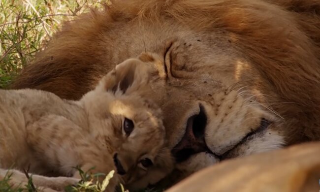 Verantwortungsbewusste und fürsorgliche Väter. Quelle: Screenshot YouTube