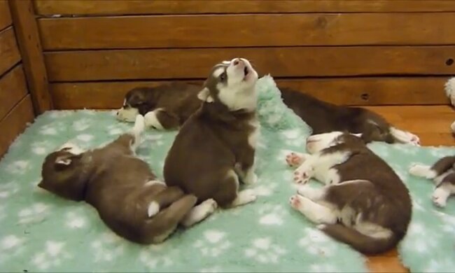 Baby-Husky. Quelle: Youtube Screenshot