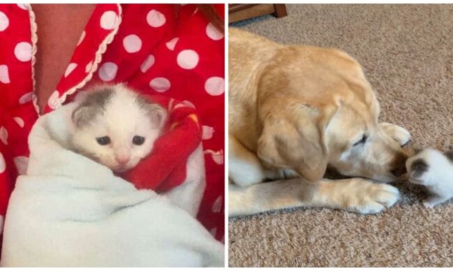 Kätzchen und Hund. Quelle: Screenshot