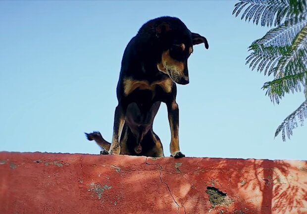 Ein Mann, der an einer unbewohnten Insel vorbeisegelte, bemerkte den Hund und rettete ihn: Das war aber nicht leicht