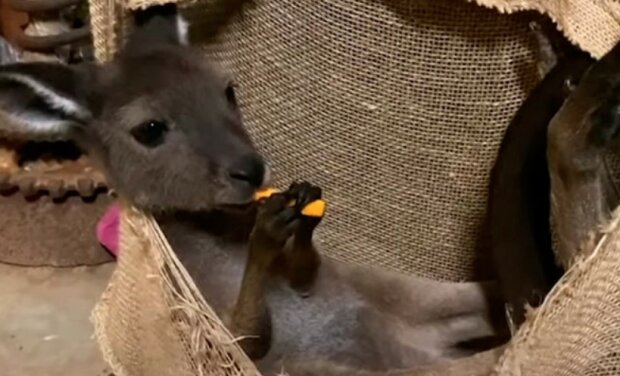 Kleines Känguru lebt mit Menschen und benimmt sich manchmal wie ein Hund