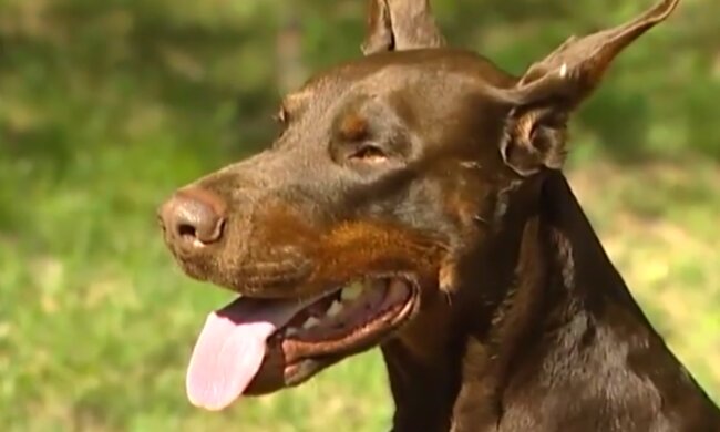 Dobermann. Quelle: Screenshot Youtube