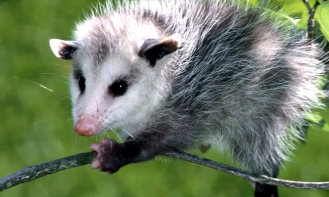 Opossum. Quelle: Screenshot YouTube