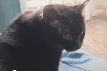 Um ihre geliebte alte Katze zu retten, verzichtete die Frau auf ihr neues Auto und gab 19.000 Euro aus