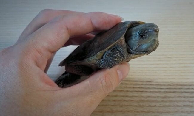 Platysternon megacephalum. Quelle: YouTube Screenshot