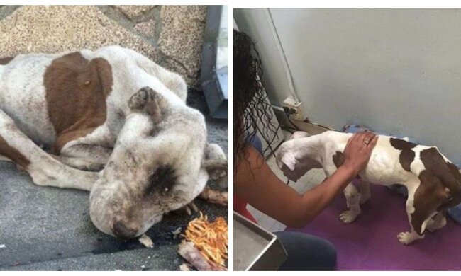 Goldenes Herz. Quelle: Screenshot