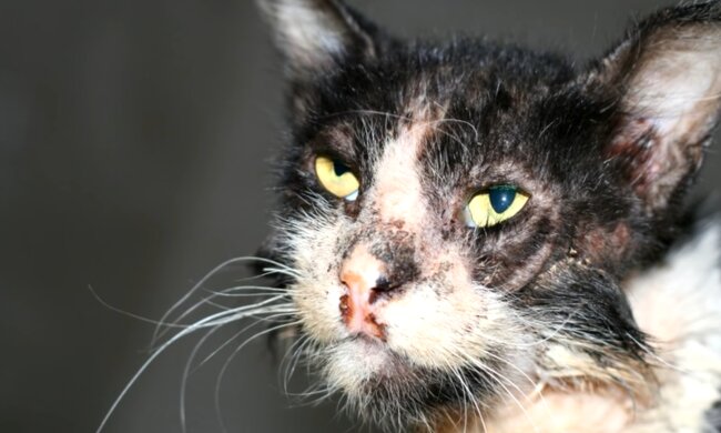Katze in schlechtem Zustand. Quelle: Screenshot Youtube