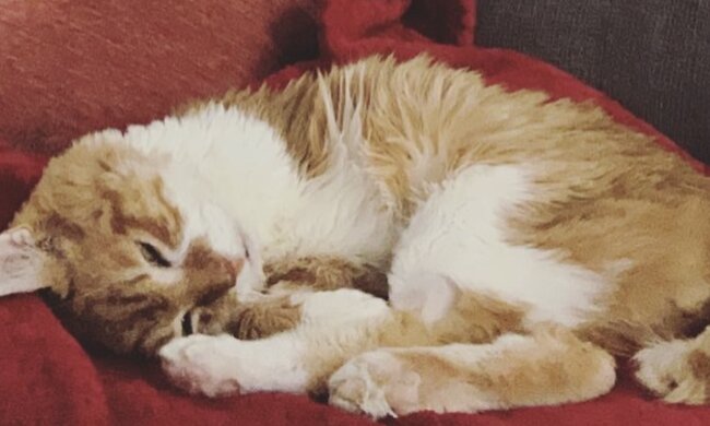 Katze. Quelle: Instagram.com