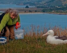 70-jährige Mutter: Die älteste Vogelmama der Welt hat ein Küken bekommen