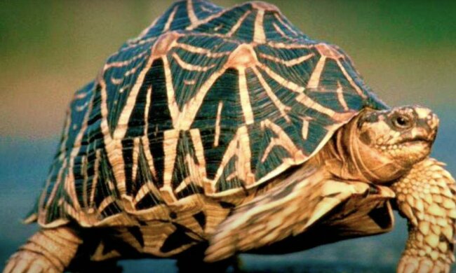 Schildkröte. Quelle: Screenshot YouTube