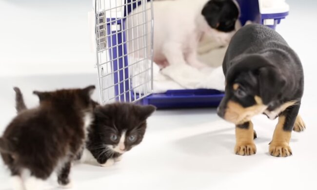 Interessantes Experiment. Quelle: Screenshot YouTube