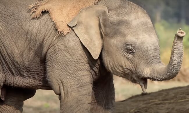 Elefantenbaby. Quelle: Screenshot YouTube