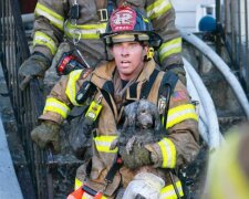 Mutige Feuerwehrleute, die ihr Leben riskierten, um Tiere zu retten