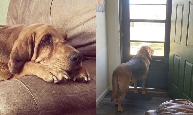 Bentley, Hund. Quelle: Screenshot