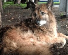 Denkmal für Naide: Ein gewöhnlicher Mischlingshund wartete seit zwölf Jahren lang auf den Besitzer