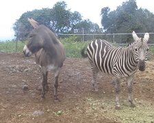 Zebra und Esel. Quelle: YouTube Screenshot