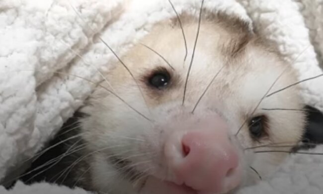 "Zu niedlich": Opossum hat ein Loch im Haus ausgekaut und wurde der Freund der Besitzerin