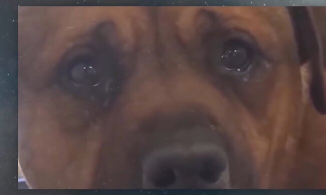 Der brave Hund. Quelle: Youtube Screenshot