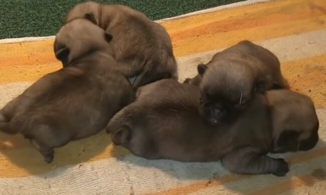 Die Hündchen. Quelle: Screenshot YouTube