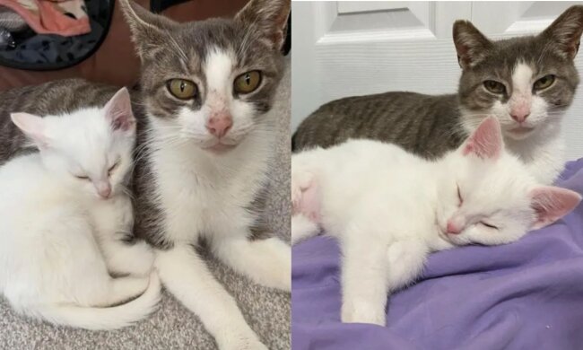 Coco und Chanel. Quelle:Dorset Rescue Kittens