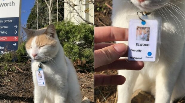 Das Krankenhaus hat eine Katze als Bewahrerin eingestellt, jetzt ist das Tier ein vollwertiger Mitarbeiter geworden