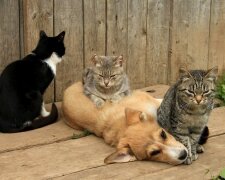 Der Hund, der von Katzen gerettet und aufgezogen wurde, denkt, er sei eine Katze und kann nicht überzeugt werden