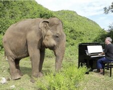 Pianist spielt klassische Musik, um die Elefanten, die nicht sehen können, zu beruhigen