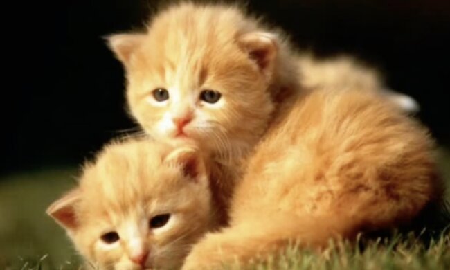 Kätzchen. Quelle: Screenshot YouTube