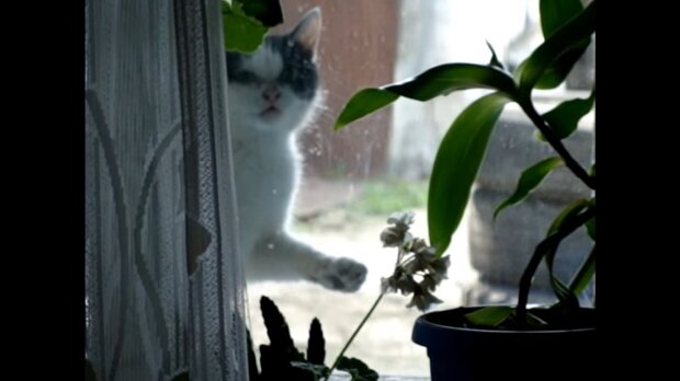 Eine streunende Katze kam an das Fenster eines Fremden und bat darum, ins Haus zu kommen