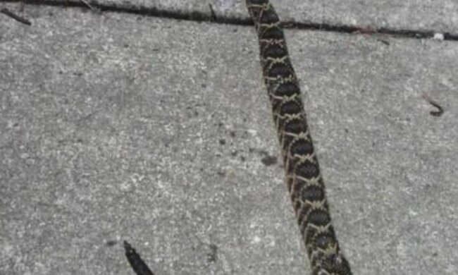 Tapferer Freund: Ein Hund rettete seine Besitzer vor einer Klapperschlange