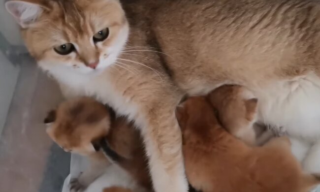 Katzenmama und ihre Babies. Quelle: Screenshot Youtube