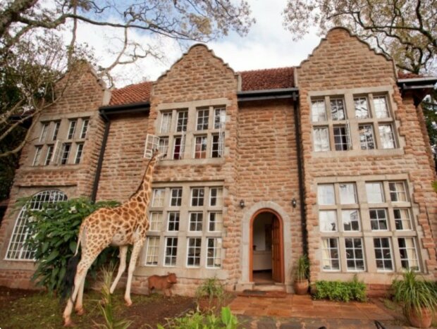 Mittagessen mit Giraffen: ein ungewöhnliches Hotel in Kenia, in dem diese Tiere häufig zu Gast sind