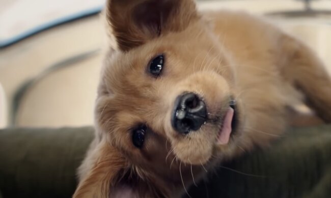 Hund. Quelle: Screenshot YouTube