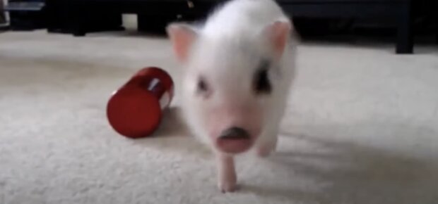 Das Schweinchen half, Geld zu sammeln. Quelle: Screenshot YouTube