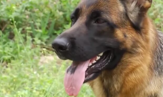 Der Spürhund. Quelle: Screenshot YouTube