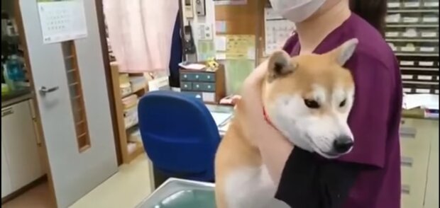 Ein Hund beim Tierarzt. Quelle: Youtube Screenshot