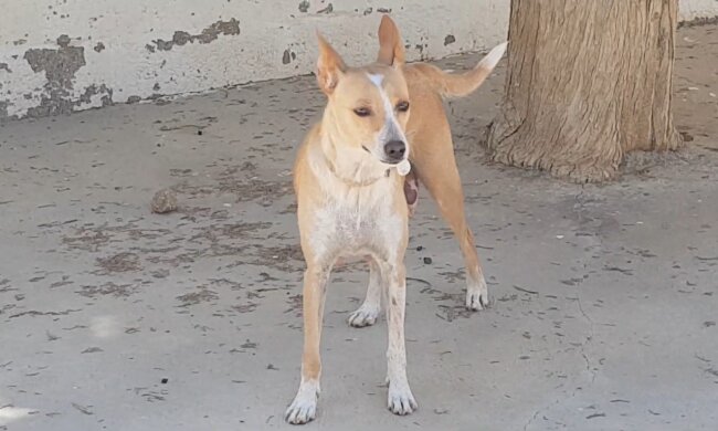 Ein Hündin aus dem Tierheim. Quelle: Youtube Screenshot