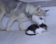 Hund und Kätzchen. Quelle: Screenshot YouTube