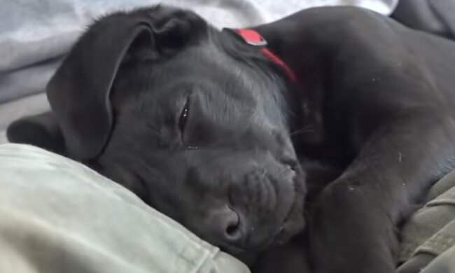 Emerson, Hund. Quelle: Screenshot YouTube