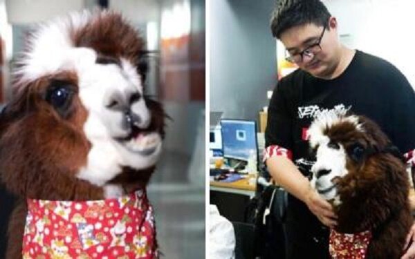 Alpaka wurde eingestellt, um den Mitarbeitern zu helfen, Stress abzubauen