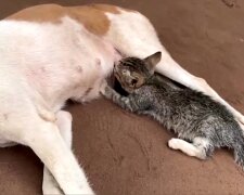 Sie kam sofort zur Hilfe: Eine freundliche Hündin füttert ein Kätzchen mit ihrer Milch