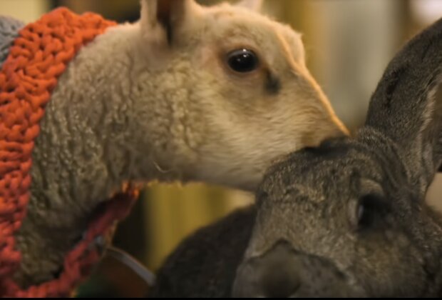Schaf und Kaninchen. Quelle: Screenshot YouTube