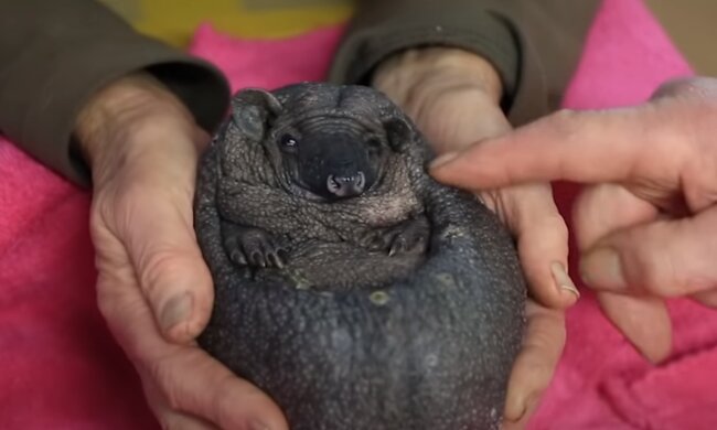 Dem kahlen Igel war kalt: aber die Menschen fanden einen Weg, ihm zu helfen