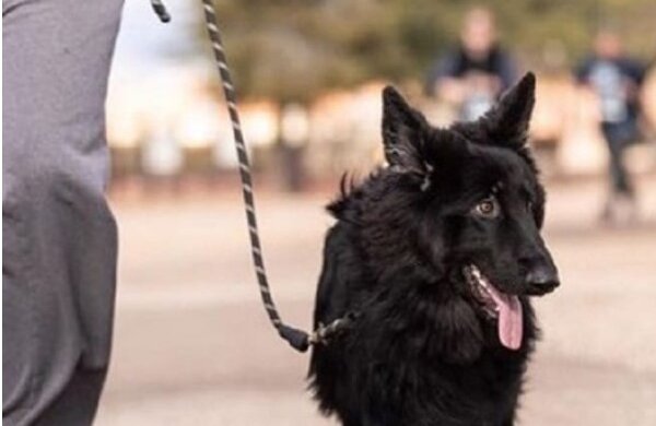 Als die Besitzer von der Diagnose des Hundes erfuhren, lehnten sie das Haustier direkt im Krankenhaus ab