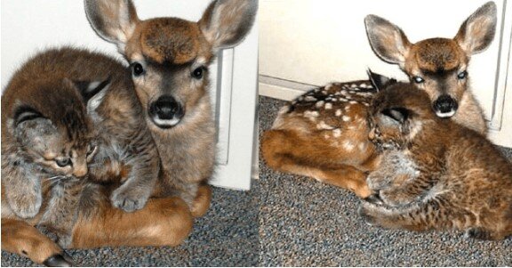 Ein Mann brachte einen geretteten Luchswelpen und einen Hirsch nach Hause: wie sie seine Familie wieder auffüllten