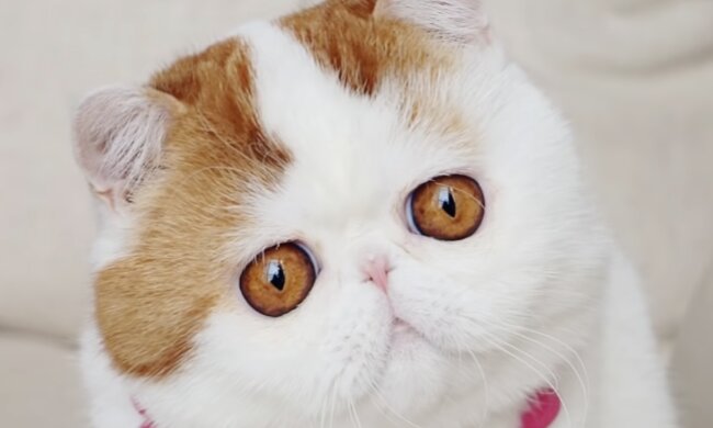 Kater. Quelle: Screenshot YouTube