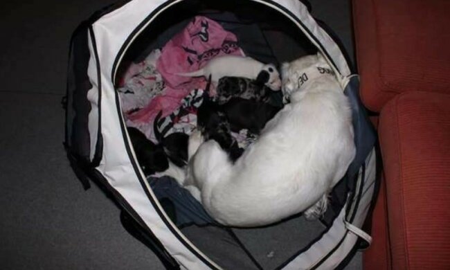 Immer wenn sie ins Auto steigt, kann der Hund seine Tränen nicht zurückhalten
