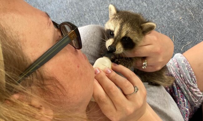 Ein Waschbärbaby, das von seiner Mutter verlassen wurde, kam und bat die Menschen um Hilfe