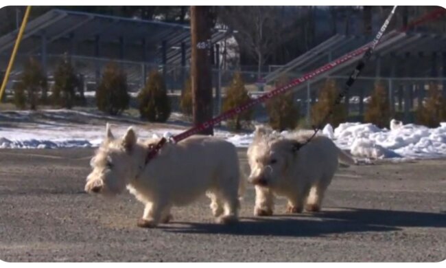 Scottish Terriers. Quelle: abcnews.com
